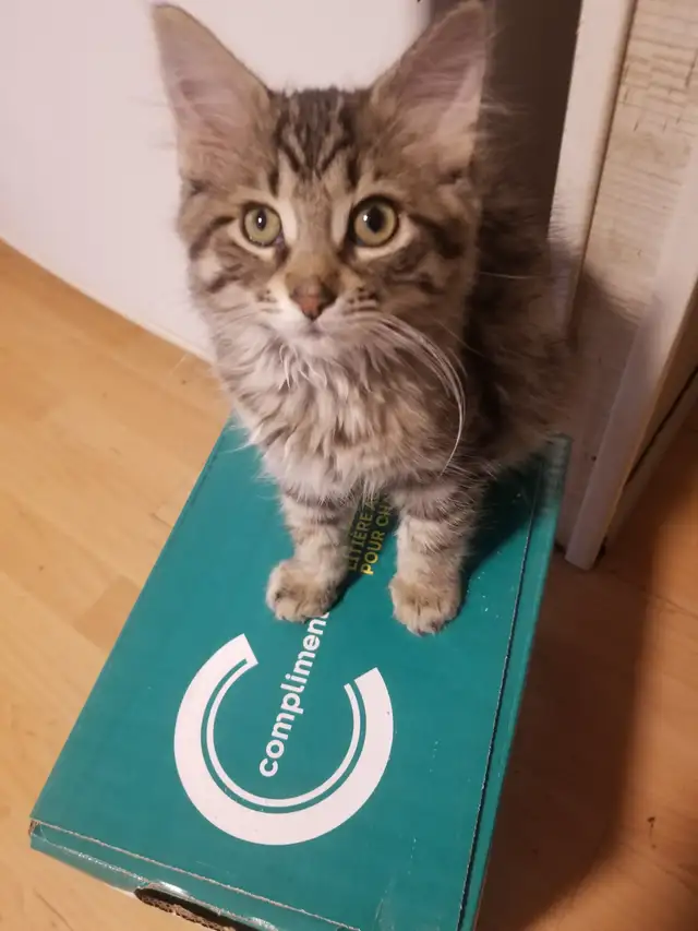 Kitty available