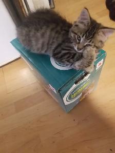 Kitty available - Photo 3