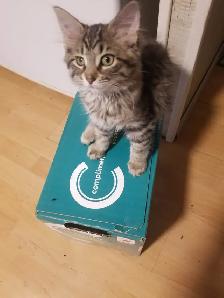 Kitty available - Photo 4