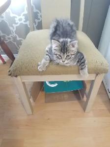 Kitty available - Photo 5