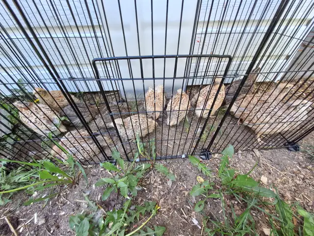 Lot de cailles japonaises (11F / 2M)
