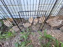 Lot de cailles japonaises (11F / 2M)