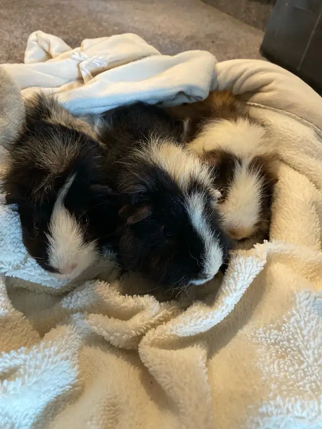 Male Guinea pigs