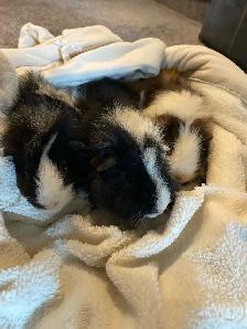 Male Guinea pigs