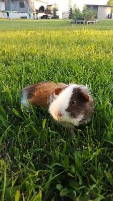 Male Guinea pigs - Photo 2