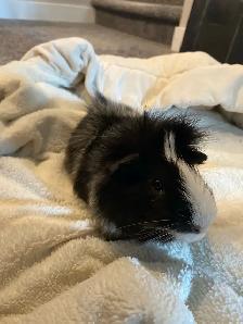 Male Guinea pigs - Photo 3