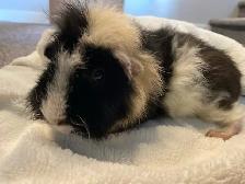 Male Guinea pigs - Photo 4