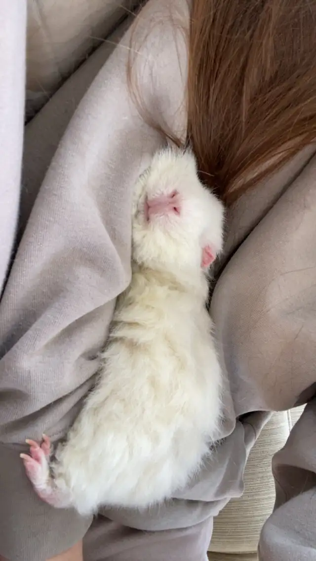 Female Guinea pig