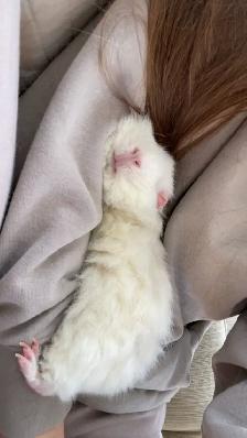 Female Guinea pig