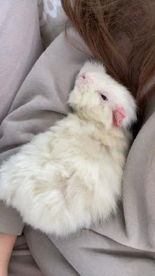 Female Guinea pig - Photo 2