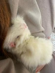 Female Guinea pig - Photo 3