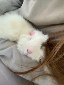 Female Guinea pig - Photo 4