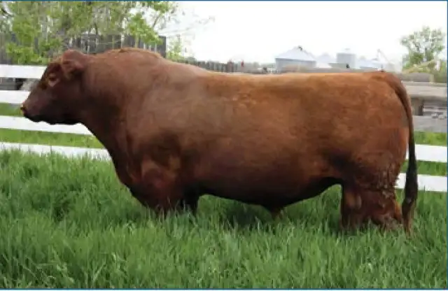 Red Angus Bull for Sale