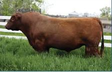 Red Angus Bull for Sale