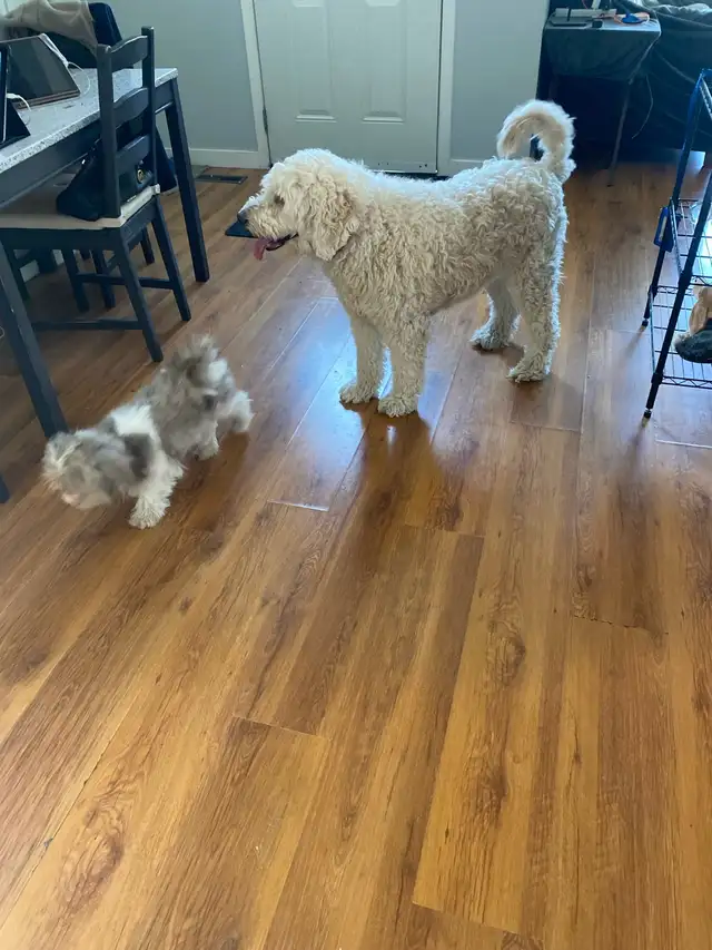 experience pet sitter