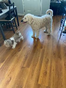 experience pet sitter