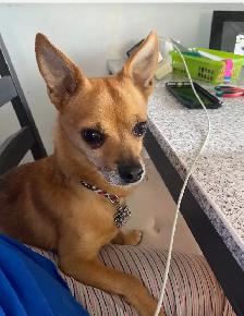 experience pet sitter - Photo 2