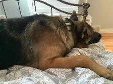 experience pet sitter - Photo 3