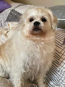 experience pet sitter - Photo 4