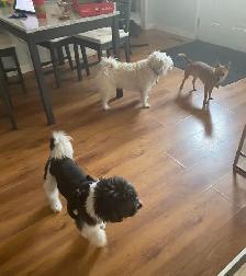 experience pet sitter - Photo 6