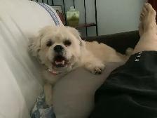 experience pet sitter - Photo 7