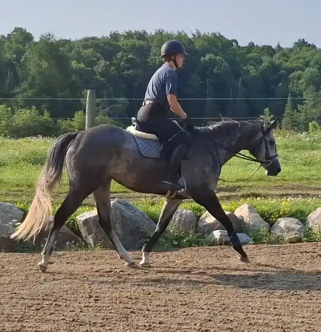 Beautiful Thoroughbred Mare - classic back burner story