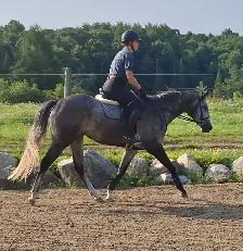 Beautiful Thoroughbred Mare - classic back burner story