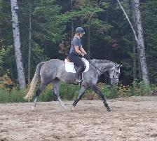 Beautiful Thoroughbred Mare - classic back burner story - Photo 2