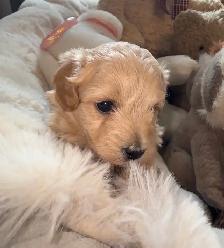 Exceptional Maltipoo Puppies – Raised for Companionship and Love - Photo 3