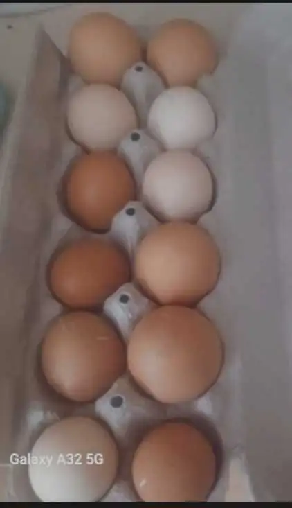 FRESH chicken eggs forsale