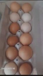 FRESH chicken eggs forsale