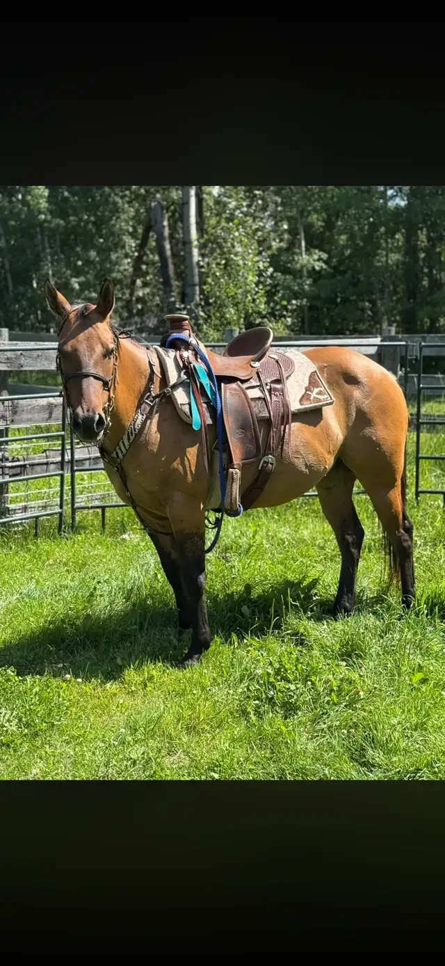 STUNNING DUN MARE