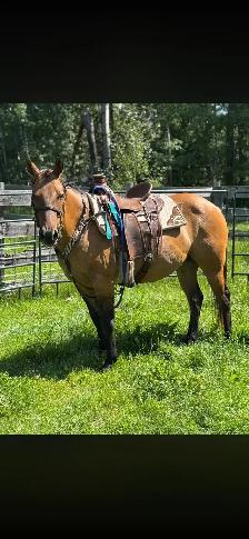 STUNNING DUN MARE