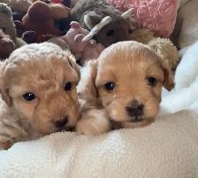 Premium Maltipoos with Therapy-Dog Qualities