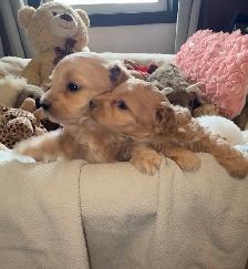 Premium Maltipoos with Therapy-Dog Qualities - Photo 3