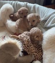 Premium Maltipoos with Therapy-Dog Qualities - Photo 4