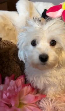 Premium Maltipoos with Therapy-Dog Qualities - Photo 5