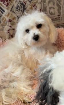 Premium Maltipoos with Therapy-Dog Qualities - Photo 6