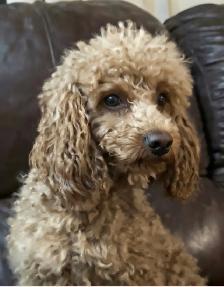Premium Maltipoos with Therapy-Dog Qualities - Photo 7
