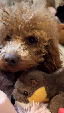 Premium Maltipoos with Therapy-Dog Qualities - Photo 8