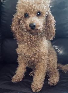 Premium Maltipoos with Therapy-Dog Qualities - Photo 9