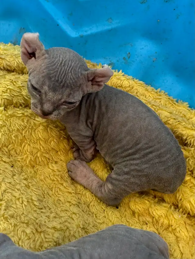 SPHYNX Dwelf