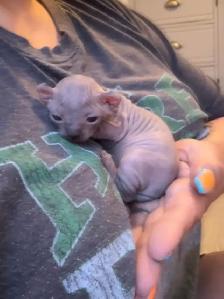 SPHYNX Dwelf - Photo 4
