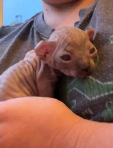 SPHYNX Dwelf - Photo 5