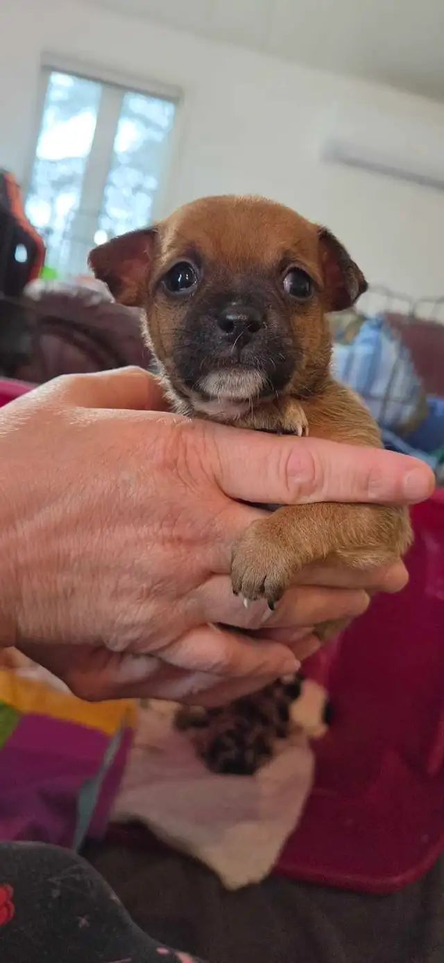 chihuahua pure Mâle