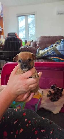 chihuahua pure Mâle - Photo 2