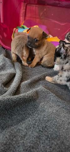 chihuahua pure Mâle - Photo 3