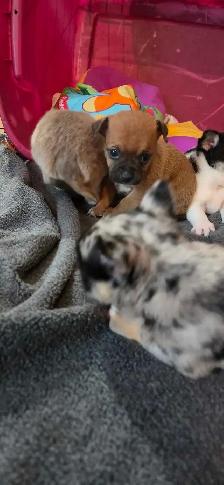 chihuahua pure Mâle - Photo 4