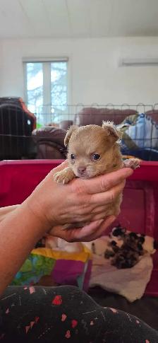 chihuahua pure Mâle - Photo 5