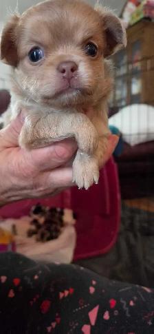chihuahua pure Mâle - Photo 6